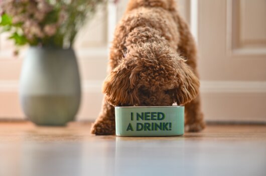 GIFTY Futternapf / Trinknapf mint "I need a drink!" S ca. 17x7x17cm